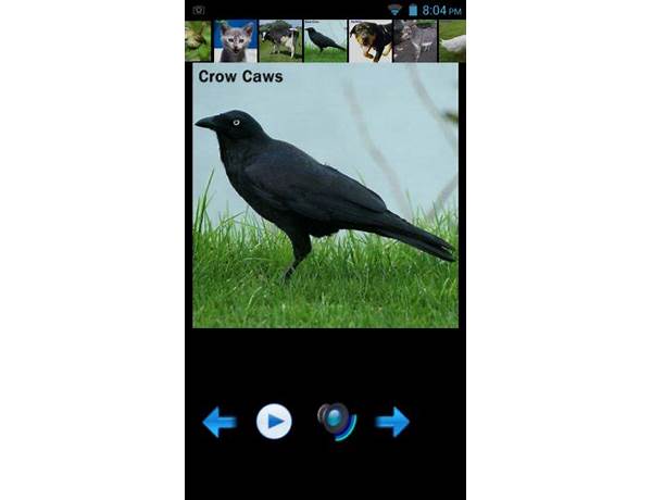 Animal Sound Lite for Android - Download the APK from Habererciyes